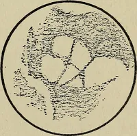 An illustration from The book of stars; being a simple explanation of the stars and their uses to boy life, written to conform to the tests of the Boy scouts (1915)
