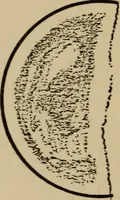An illustration from The book of stars; being a simple explanation of the stars and their uses to boy life, written to conform to the tests of the Boy scouts (1915)