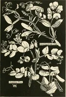 An illustration from A book of studies in plant form with some suggestions for their application to design (1896)