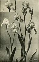 An illustration from A book of studies in plant form with some suggestions for their application to design (1896)