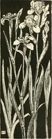 An illustration from A book of studies in plant form with some suggestions for their application to design (1896)