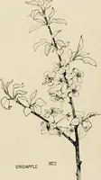 An illustration from A book of studies in plant form with some suggestions for their application to design (1896)