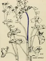 Picture 113 of 148 from A book of studies in plant form with some suggestions for their application to design (1896), leaf 111