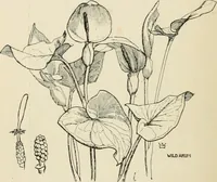 An illustration from A book of studies in plant form with some suggestions for their application to design (1896)