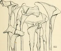 An illustration from A book of studies in plant form with some suggestions for their application to design (1896)