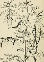 An illustration from A book of studies in plant form with some suggestions for their application to design (1896)