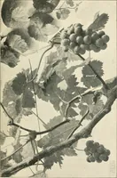 An illustration from A book of studies in plant form with some suggestions for their application to design (1896)