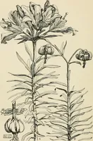 An illustration from A book of studies in plant form with some suggestions for their application to design (1896)