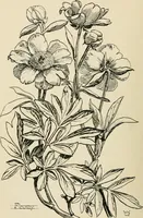 An illustration from A book of studies in plant form with some suggestions for their application to design (1896)