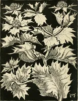 An illustration from A book of studies in plant form with some suggestions for their application to design (1896)