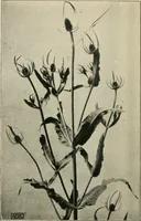 An illustration from A book of studies in plant form with some suggestions for their application to design (1896)
