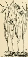 An illustration from A book of studies in plant form with some suggestions for their application to design (1896)