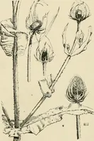 An illustration from A book of studies in plant form with some suggestions for their application to design (1896)