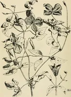 An illustration from A book of studies in plant form with some suggestions for their application to design (1896)