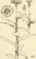 An illustration from A book of studies in plant form with some suggestions for their application to design (1896)