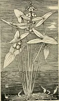 An illustration from A book of studies in plant form with some suggestions for their application to design (1896)