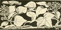 An illustration from A book of studies in plant form with some suggestions for their application to design (1896)