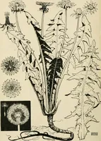An illustration from A book of studies in plant form with some suggestions for their application to design (1896)