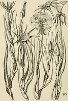 An illustration from A book of studies in plant form with some suggestions for their application to design (1896)