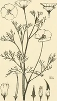 An illustration from A book of studies in plant form with some suggestions for their application to design (1896)