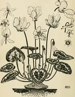 An illustration from A book of studies in plant form with some suggestions for their application to design (1896)