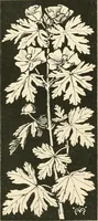 An illustration from A book of studies in plant form with some suggestions for their application to design (1896)