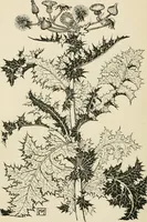 An illustration from A book of studies in plant form with some suggestions for their application to design (1896)