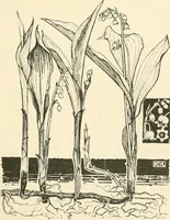 An illustration from A book of studies in plant form with some suggestions for their application to design (1896)