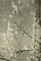 An illustration from A book of studies in plant form with some suggestions for their application to design (1896)