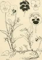 An illustration from A book of studies in plant form with some suggestions for their application to design (1896)
