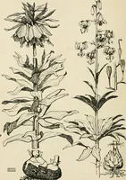 An illustration from A book of studies in plant form with some suggestions for their application to design (1896)