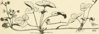 An illustration from A book of studies in plant form with some suggestions for their application to design (1896)