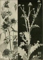 An illustration from A book of studies in plant form with some suggestions for their application to design (1896)