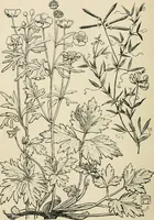 An illustration from A book of studies in plant form with some suggestions for their application to design (1896)