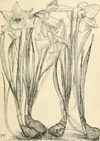 An illustration from A book of studies in plant form with some suggestions for their application to design (1896)