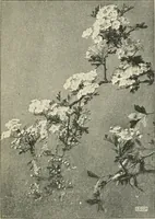 An illustration from A book of studies in plant form with some suggestions for their application to design (1896)
