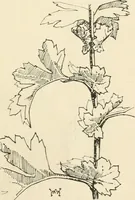 An illustration from A book of studies in plant form with some suggestions for their application to design (1896)