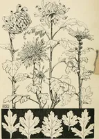 An illustration from A book of studies in plant form with some suggestions for their application to design (1896)
