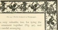 Picture 33 of 148 from A book of studies in plant form with some suggestions for their application to design (1896), leaf 46
