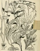 An illustration from A book of studies in plant form with some suggestions for their application to design (1896)