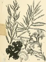 An illustration from A book of studies in plant form with some suggestions for their application to design (1896)