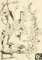 An illustration from A book of studies in plant form with some suggestions for their application to design (1896)