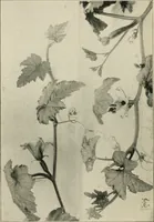 An illustration from A book of studies in plant form with some suggestions for their application to design (1896)