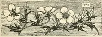 An illustration from A book of studies in plant form with some suggestions for their application to design (1896)