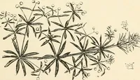 An illustration from A book of studies in plant form with some suggestions for their application to design (1896)