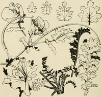 An illustration from A book of studies in plant form with some suggestions for their application to design (1896)