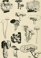 An illustration from A book of studies in plant form with some suggestions for their application to design (1896)