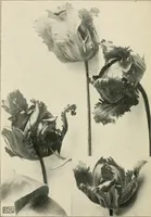An illustration from A book of studies in plant form with some suggestions for their application to design (1896)