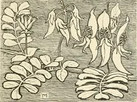An illustration from A book of studies in plant form with some suggestions for their application to design (1896)