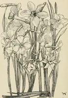 An illustration from A book of studies in plant form with some suggestions for their application to design (1896)